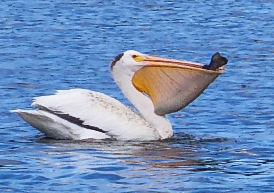 Pelican